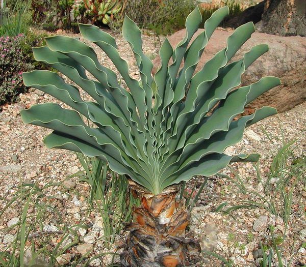 Boophone_haemanthoides - a-alte seminte rare