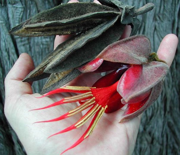 Chiranthodendron_pentadactylon - a-alte seminte rare