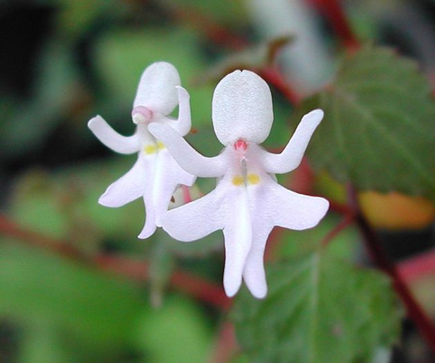 Impatiens_bequaertii - a-alte seminte rare