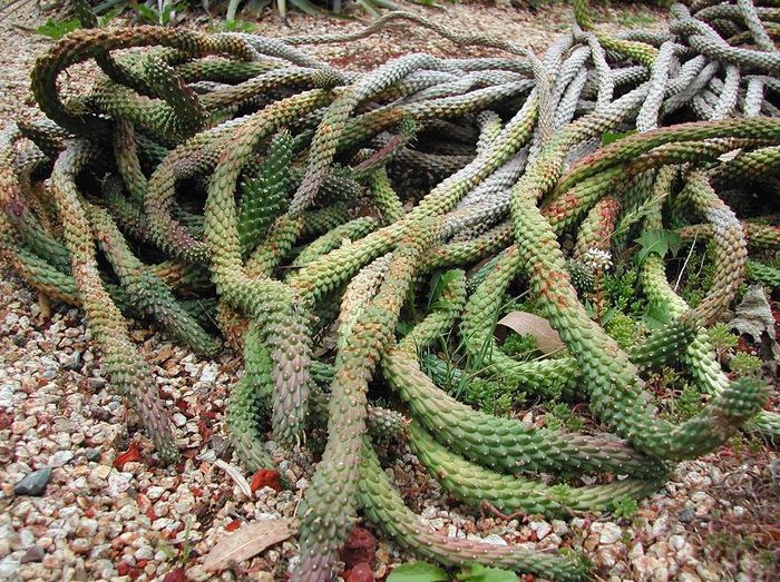 Euphorbia_caput-medusae - a-alte seminte rare