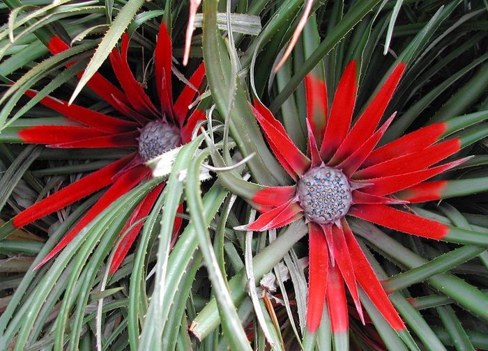 Fascicularia_bicolor - a-alte seminte rare