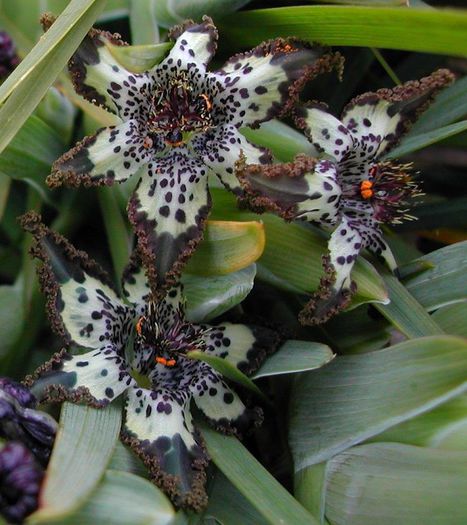 Ferraria_crispa - a-alte seminte rare