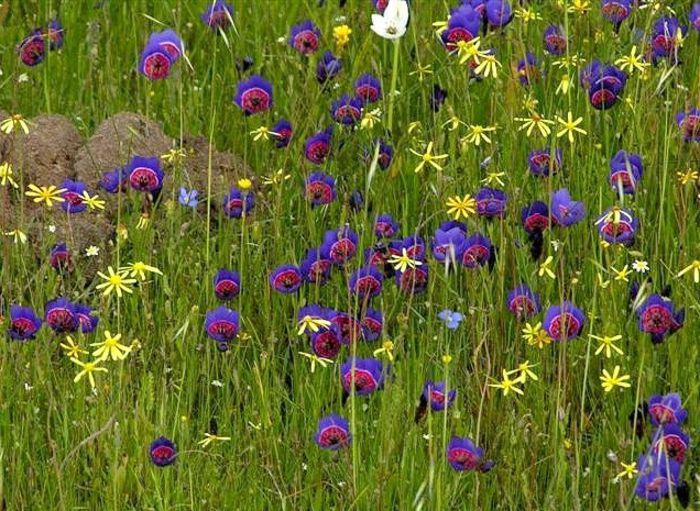 Geissorhiza_radians - a-alte seminte rare