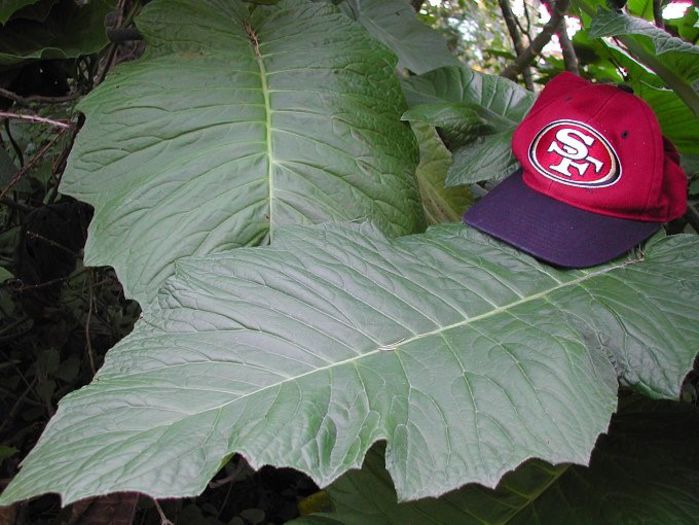 Telanthophora_grandifolia - a-alte seminte rare