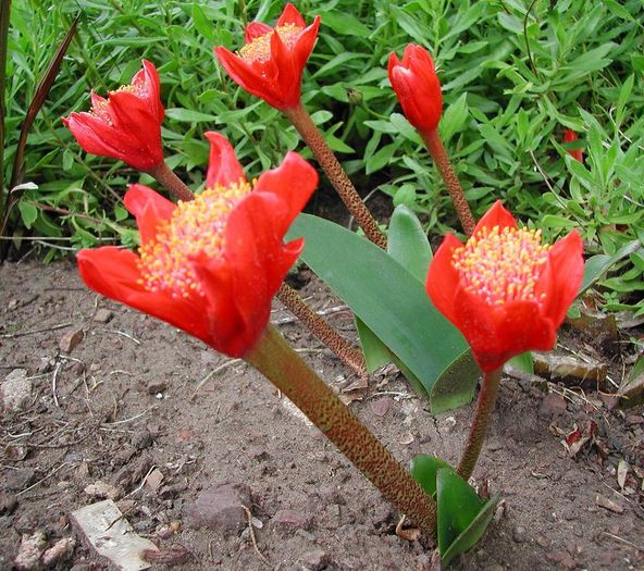 Haemanthus_coccineus - a-alte seminte rare