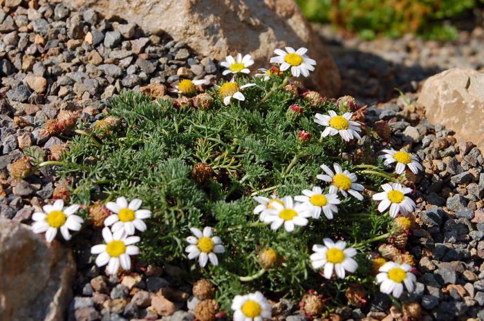 Anacyclus Pyrethrum - 2-de vanzare 2019-2020-SEMINTE IERBURI FOLOSITOARE SI PLANTE MEDICINALE RARE
