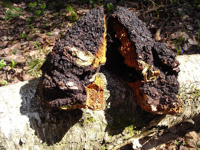 chaga Inonotus obliquus