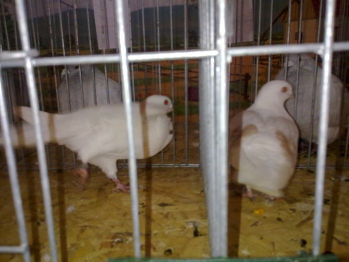 exxpo 2014 065 - Gataia 2014