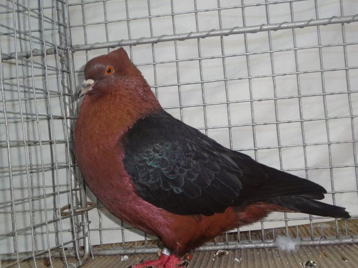 359 - Pt Admiratorii rasei 2