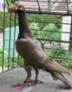 17523354_BQPUVBANQ