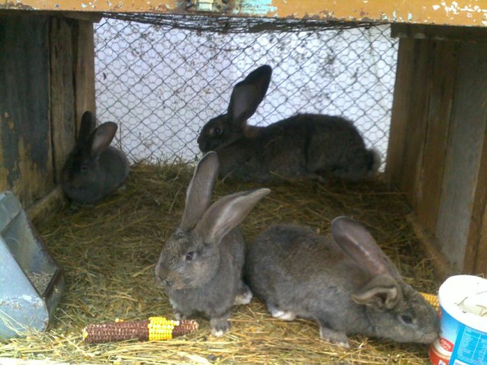 cei 3 cu mama lor.restu 4l la prieteni