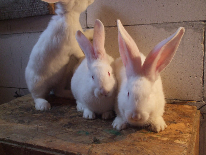 Masculi din 19.11.2013