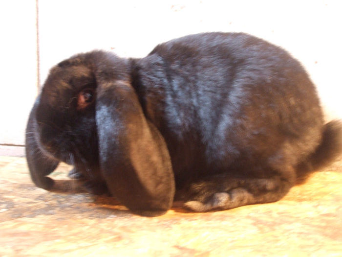 Mascul din 01.11.2013