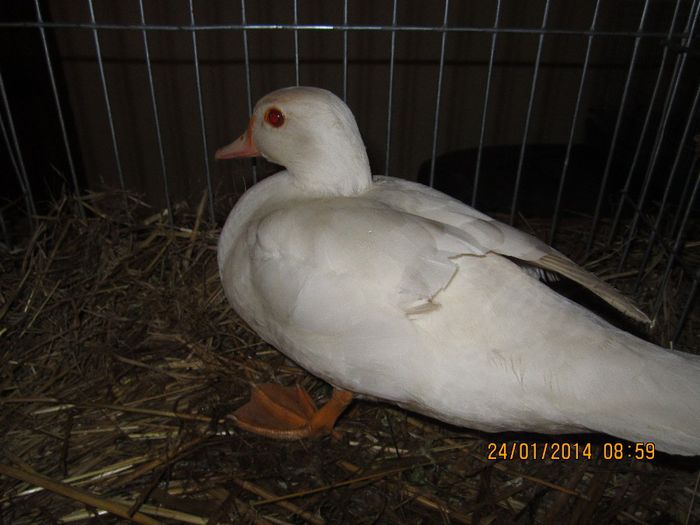 IMG_3138 - GATAIA EXPO 2014