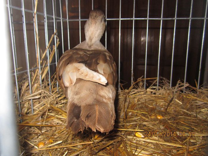 IMG_3140 - GATAIA EXPO 2014