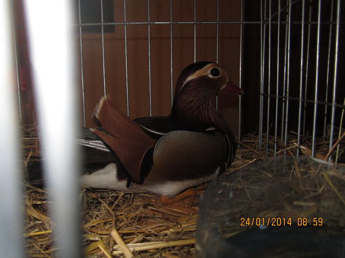 IMG_3142 - GATAIA EXPO 2014