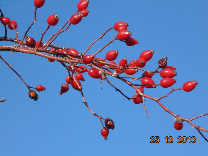DSC00109