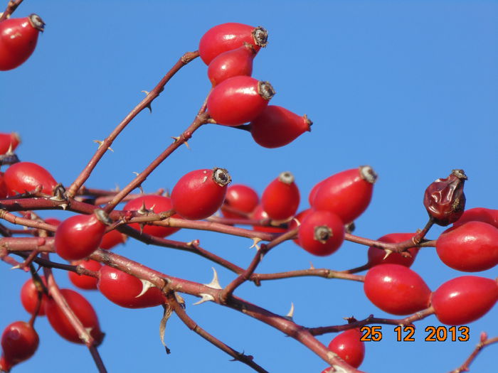 DSC00111