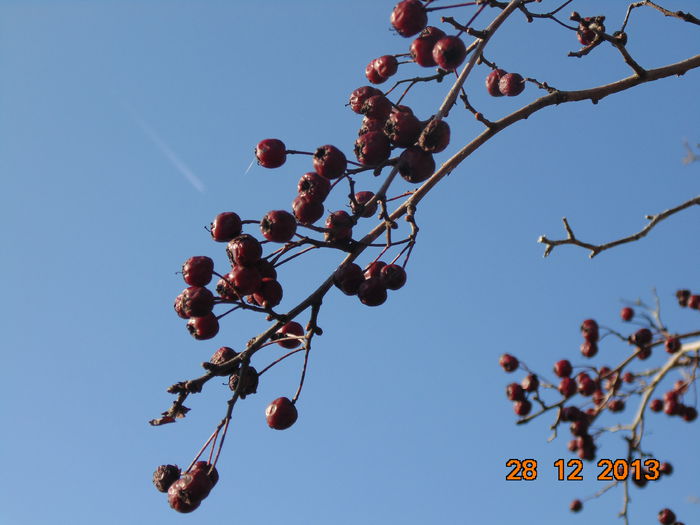 DSC00186