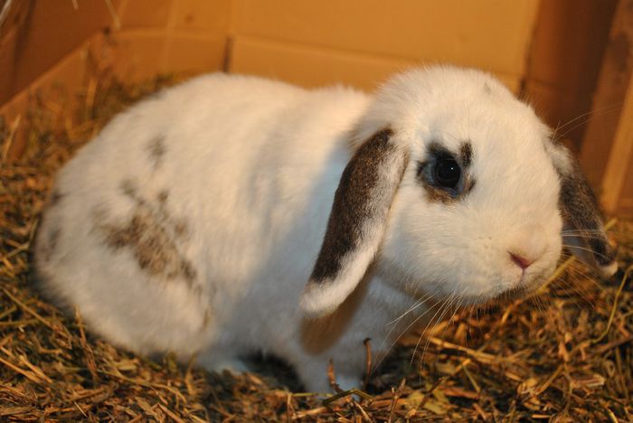 femela berbecat alb-agouti2