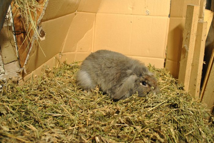 mascul berbecat cap de leu