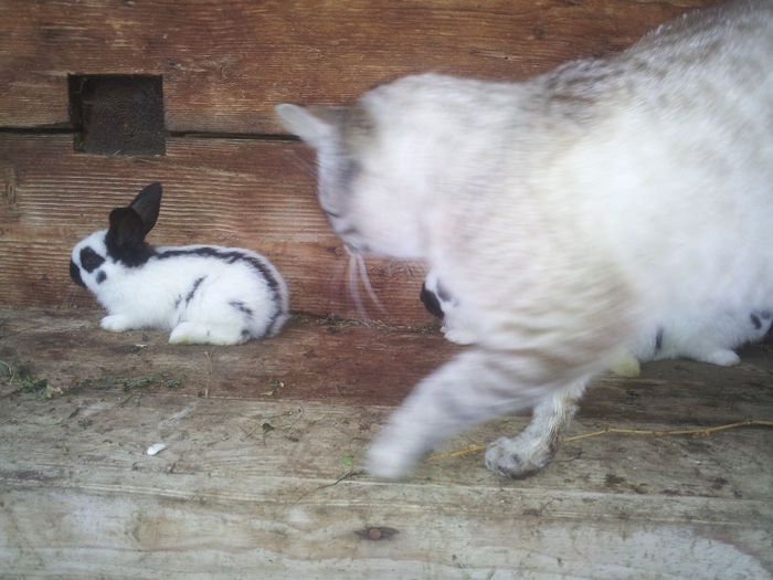 20140125_090539 - 1 Cuib Fluture 02-01-2014