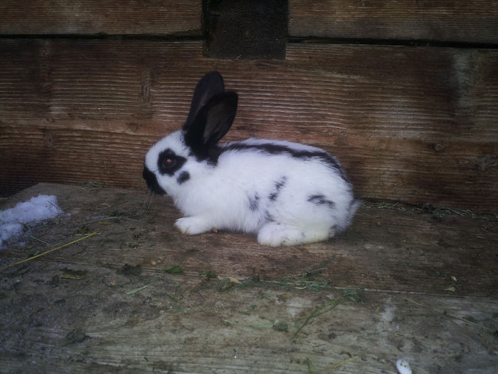 20140125_090607 - 1 Cuib Fluture 02-01-2014