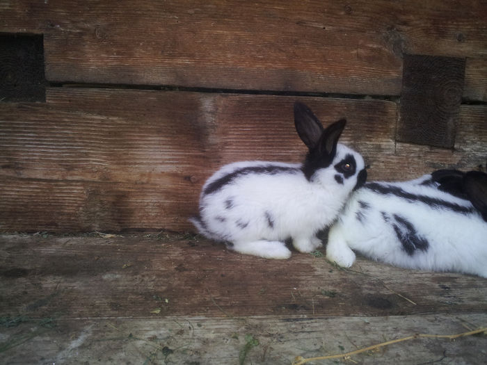 20140125_090624 - 1 Cuib Fluture 02-01-2014