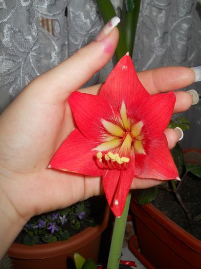 amaryllis rosu - flori de interior 2014