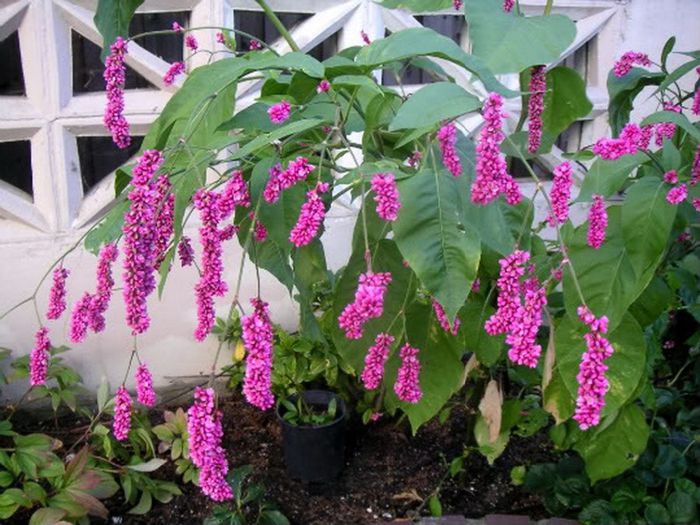Persicaria orientalis - a-alte seminte rare