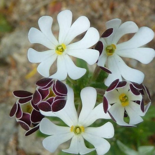 Zaluzianskya capensis - a-alte seminte rare