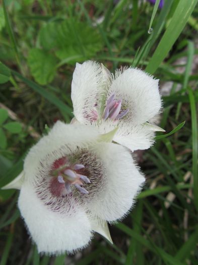 Calochortus elegans - a-alte seminte rare
