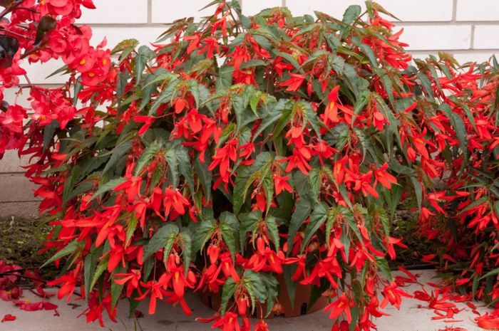 Begonia boliviensis - a-alte seminte rare