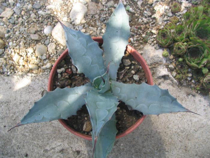 Agave potatorum (Zucc.) Habitat; Mexic (Oaxaca, Chiapas, Puebla)