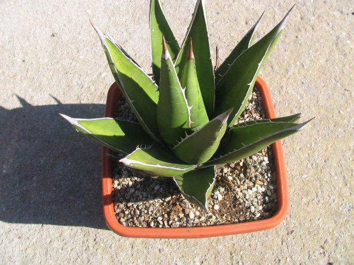 Agave utahensis   Engelm.1871 - Genul Agave