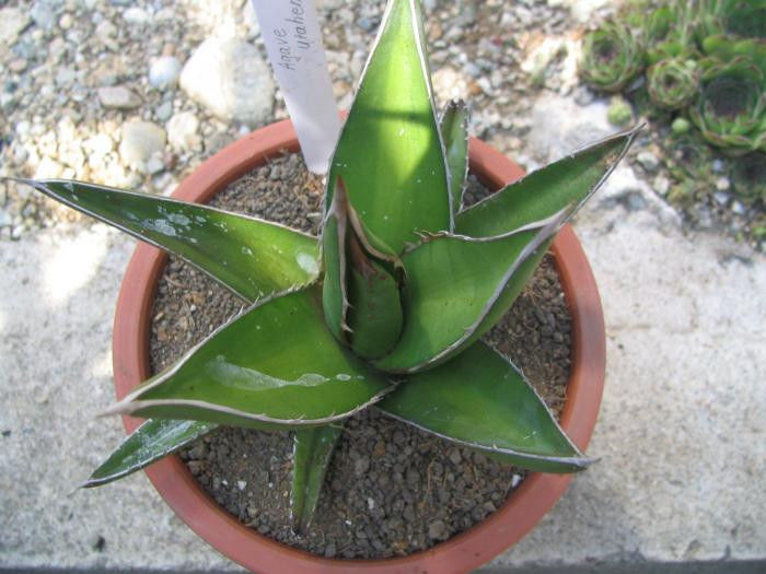 Agave utahensis  Engelm.1871 - Genul Agave