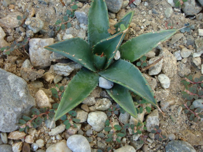 Agave utahensis subsp. kaibabensis (McKelvey) Gentry 1982