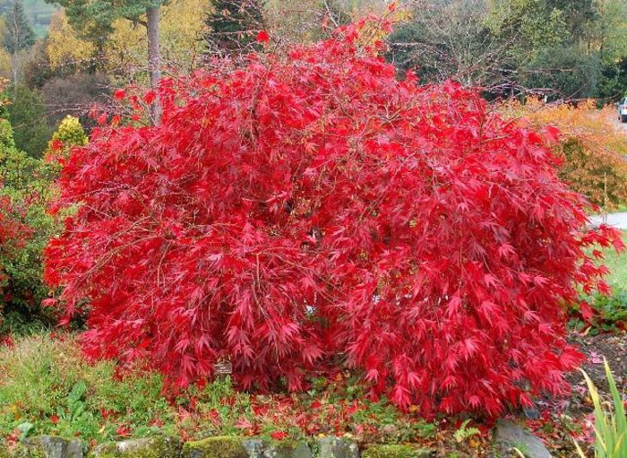 Acer palmatum - a- copaci si plante diverse pt Romania