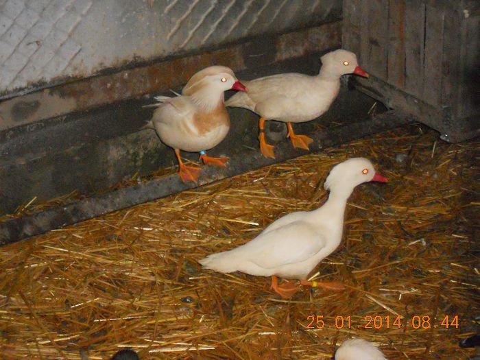 DSCN5221 - Rate Mandarine Albe