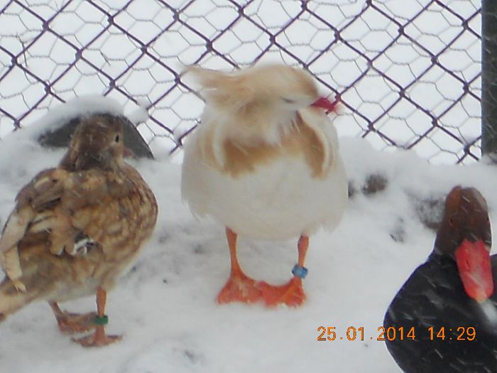 DSCN5232 - Rate Mandarine Albe