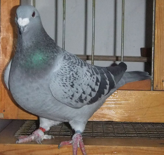 DSCF6415