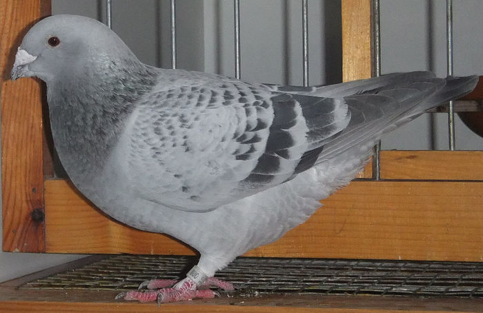DSCF6442