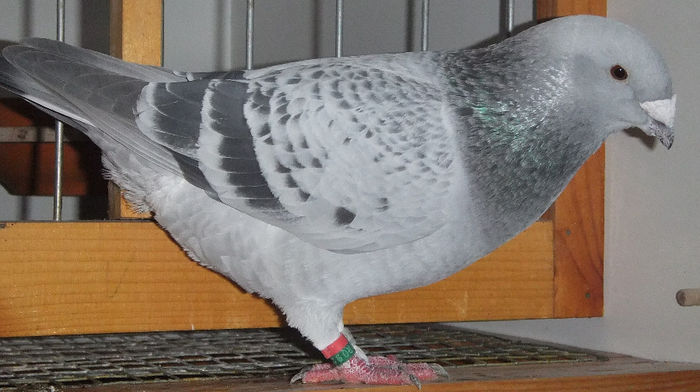 DSCF6445