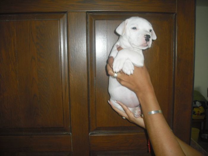 CIMG7402 - Dog argentinian