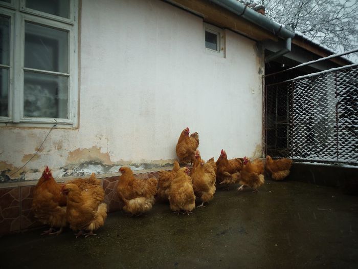 P1250239 - Orpington Galben