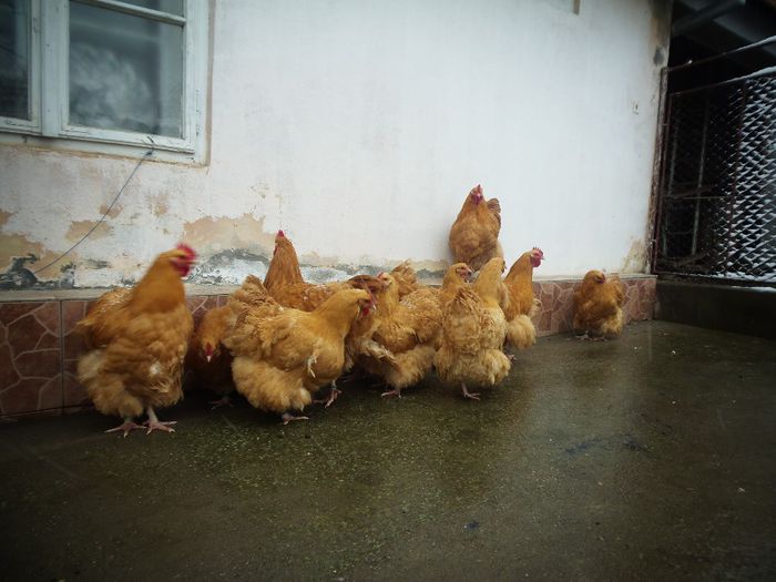 P1250240 - Orpington Galben