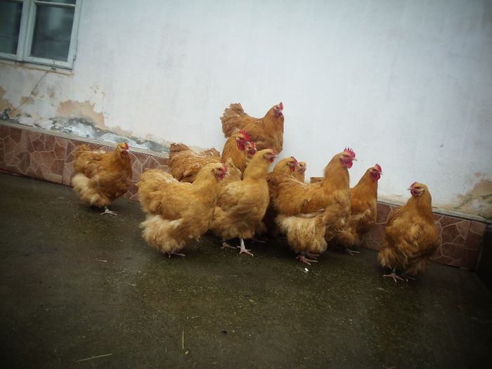 P1250242 - Orpington Galben