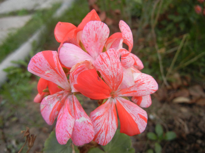 Red & White geranium (2013, Nov.03) - ZONAL Geraniums