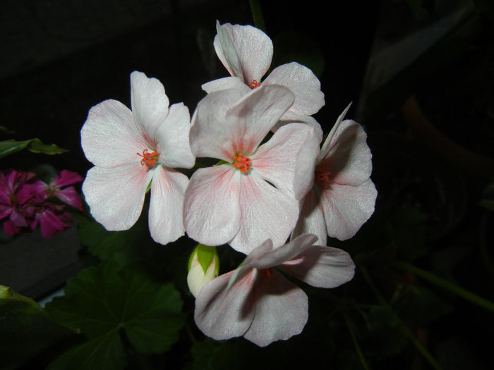 Light Pink geranium (2014, January 11)