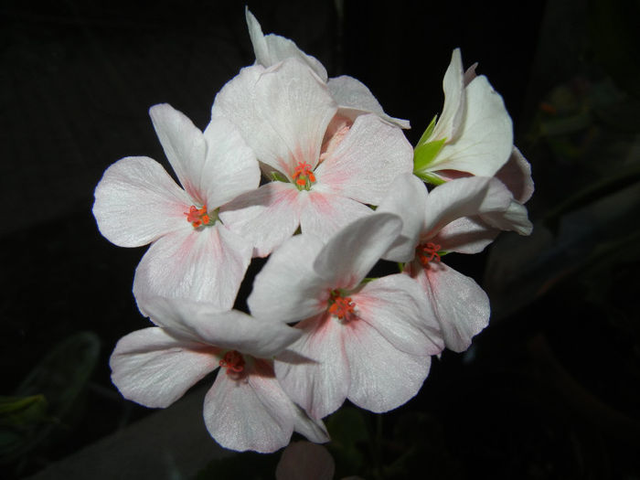 Light Pink geranium (2014, January 11)